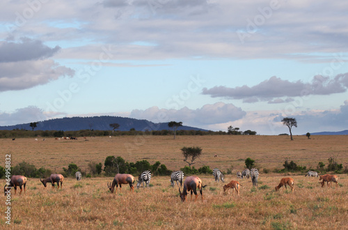 Masai Mara - Kenya © Alexander