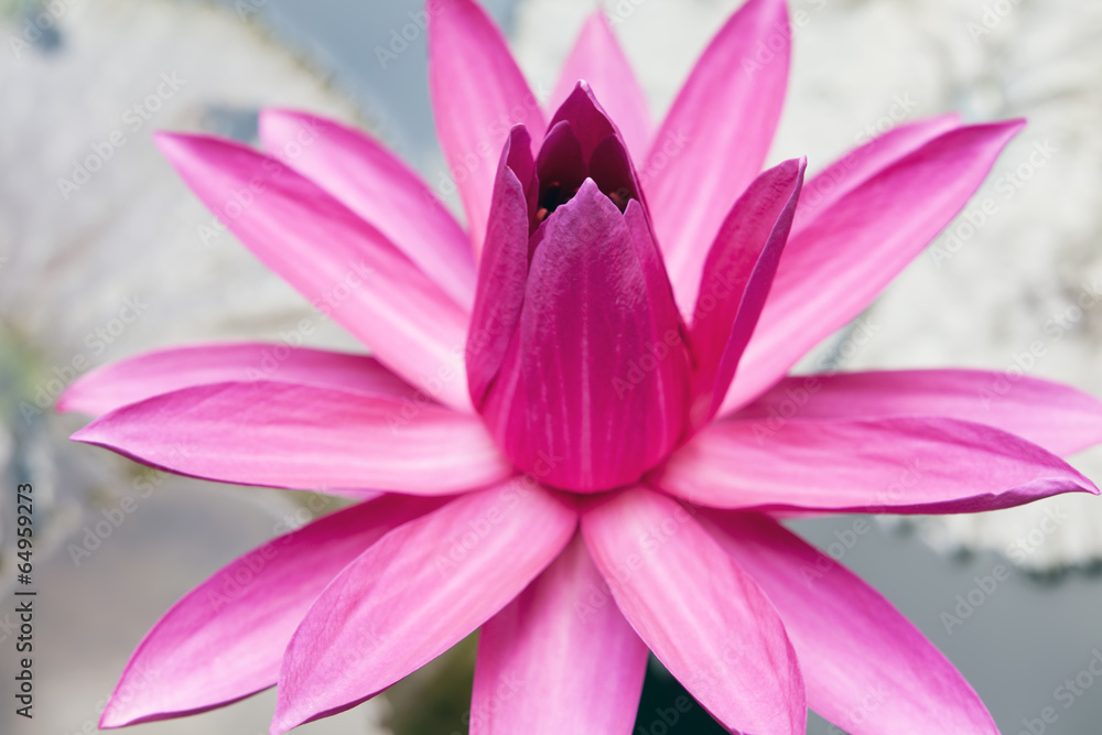 Lotus Flower.