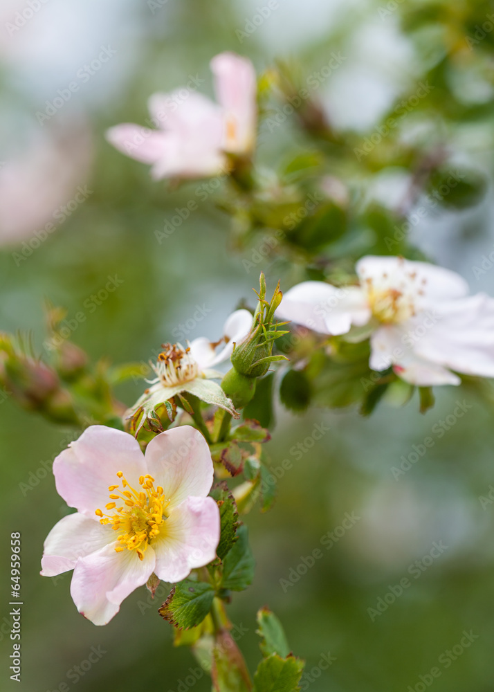 Fototapeta premium Wild tea-rose