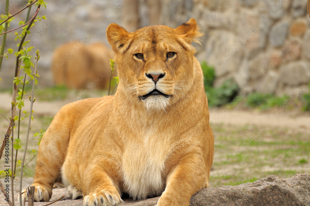 Lioness. Lioness.
