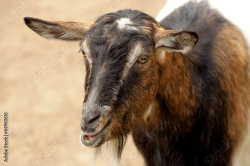 Goat. © Pavlo Burdyak