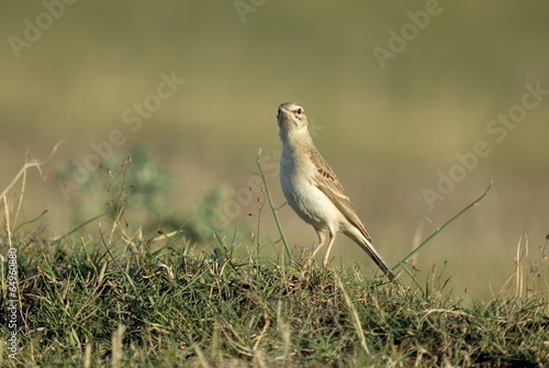 Brachpieper (Anthus campestris)