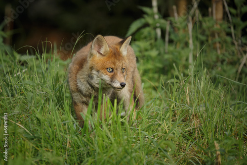 Fox in long grass