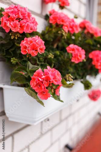 Fototapeta Naklejka Na Ścianę i Meble -  Nice geranium