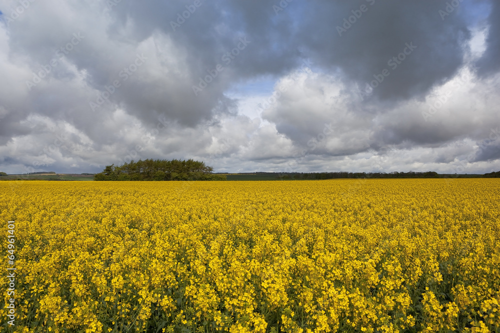 Obraz premium storm clouds over a golden landscape