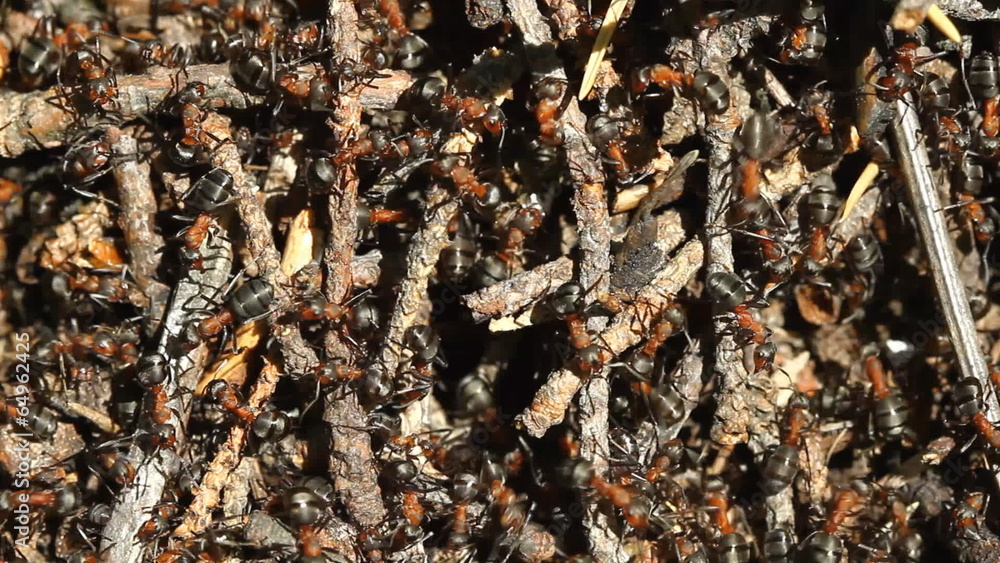 Ants colony working on the ant hill Ants colony working on the ant hill