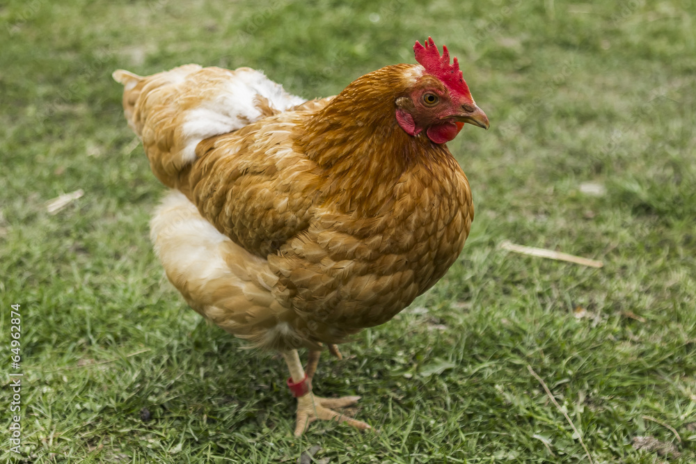 Fototapeta premium Hen in a farm