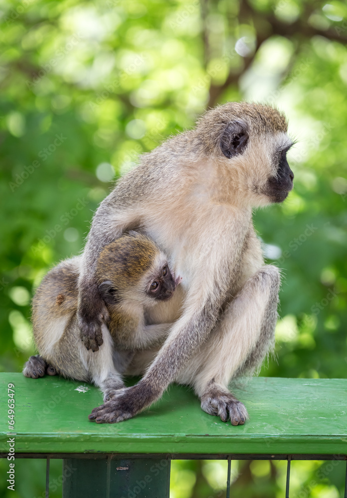 Obraz premium Baby monkey sucks the milk of it's mother