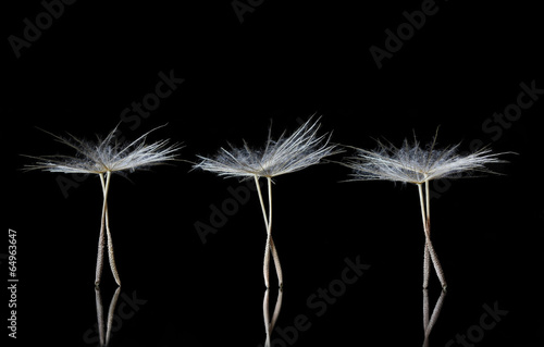 Dandelion Seeds resembling ballet dancers