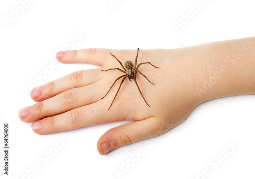 Spider on the human hand