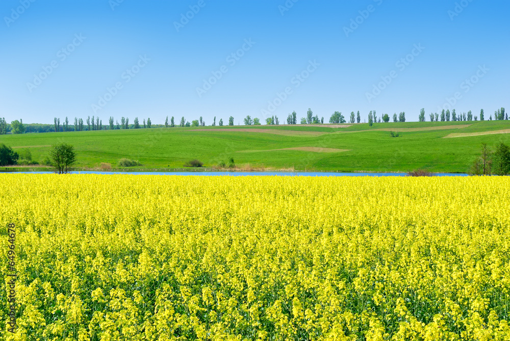 Canola,rape crop on the background of the blue sky