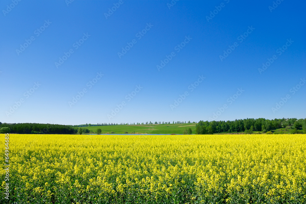 Canola,rape crop on the background of the blue sky