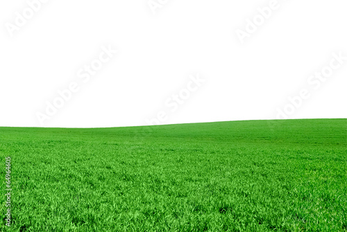 Green field of the young wheat on a white background