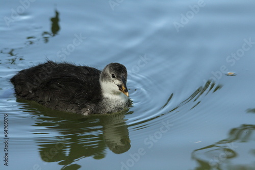  Jeune foulque macroule  (Fulica atra) photo