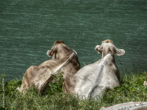 Fototapeta Naklejka Na Ścianę i Meble -  zwei Kühe schauen auf den See in HDR