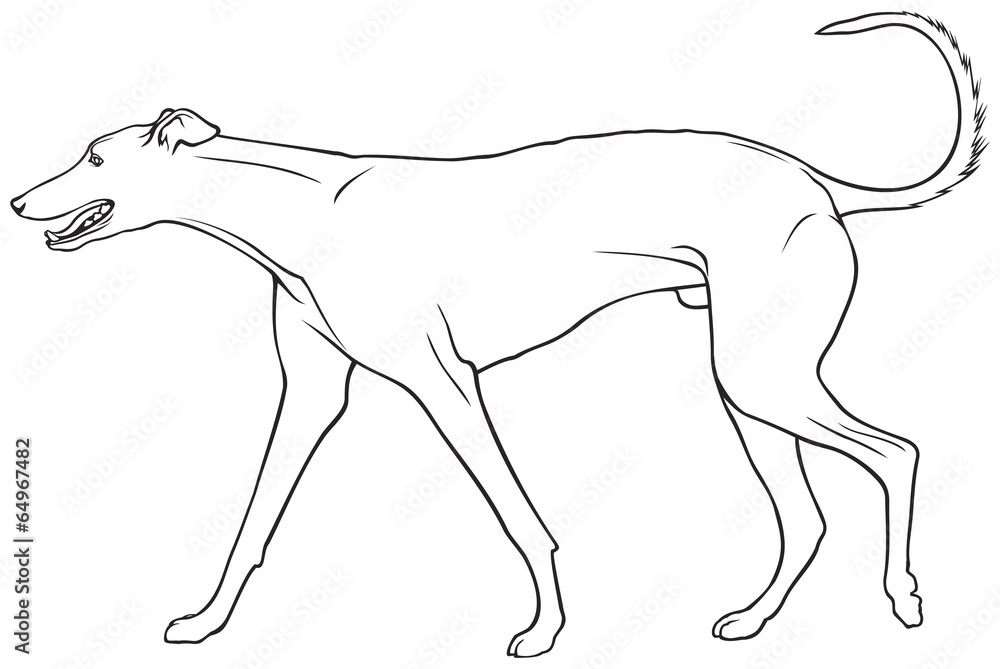 Fototapeta premium Greyhound dog breed