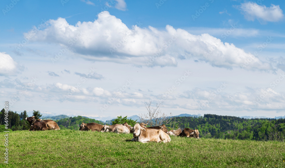 Obraz premium Kühe auf der Weide im Gebirge