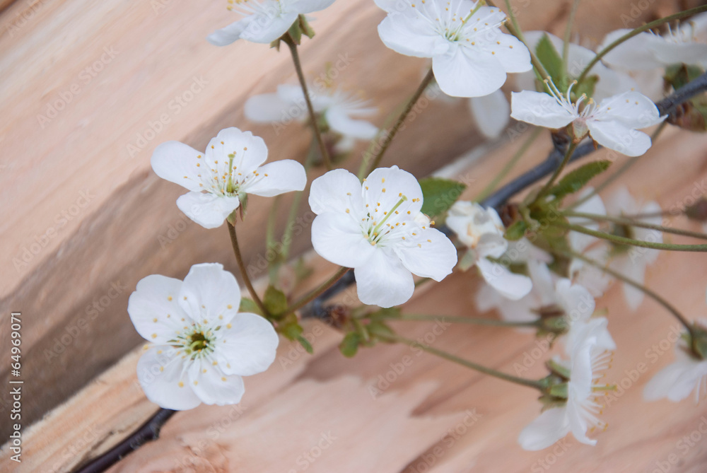 branch of cherry blossoms on wooden board. frame