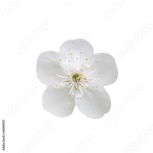 Single flower of cherry. Isolated on white background