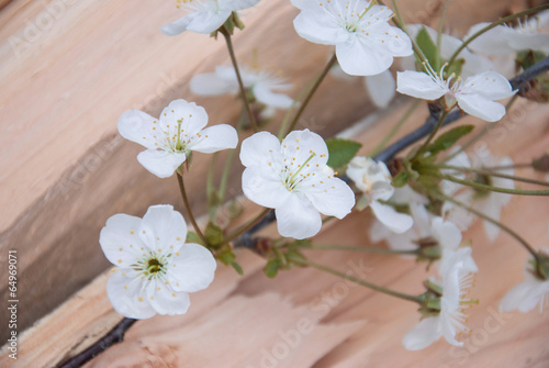 branch of cherry blossoms on wooden board. frame