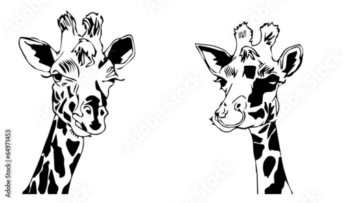 giraffe