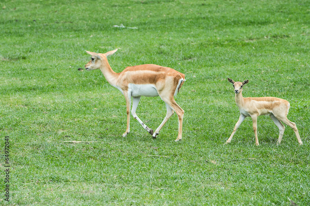 Fototapeta premium Whitetail Deer Bucks