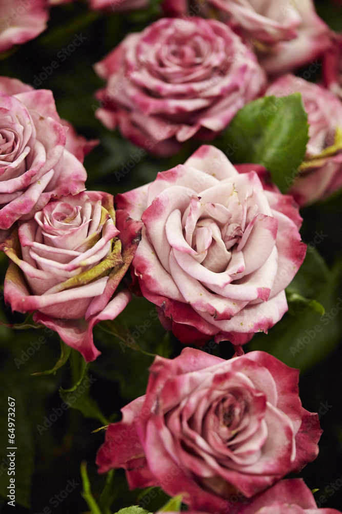 Obraz premium roses