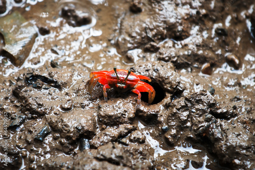 Red Fiddler crab. Red Fiddler crab.