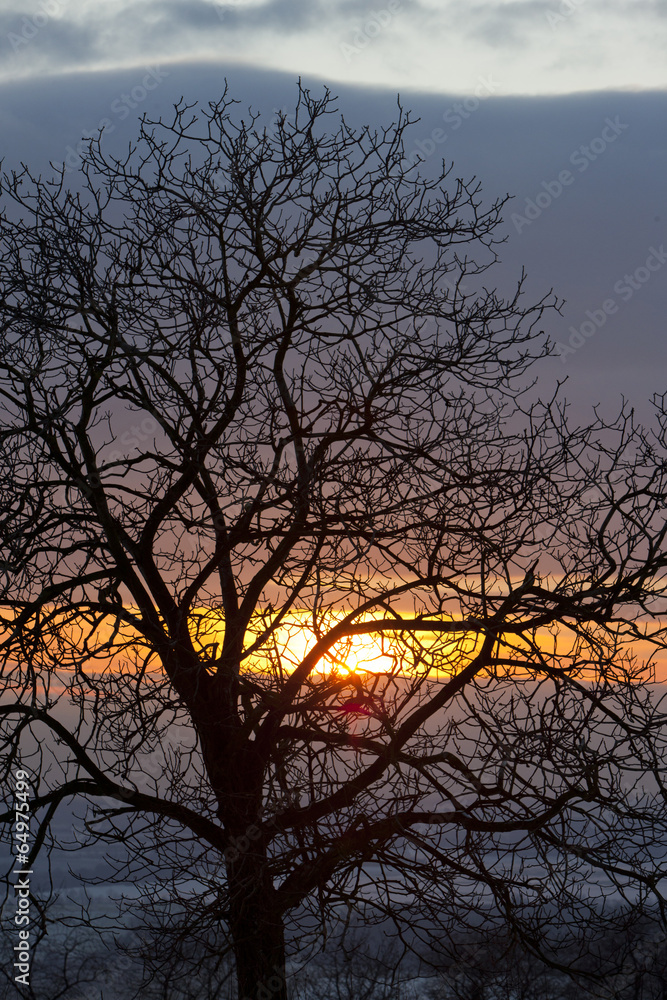 tree at sunset tree at sunset