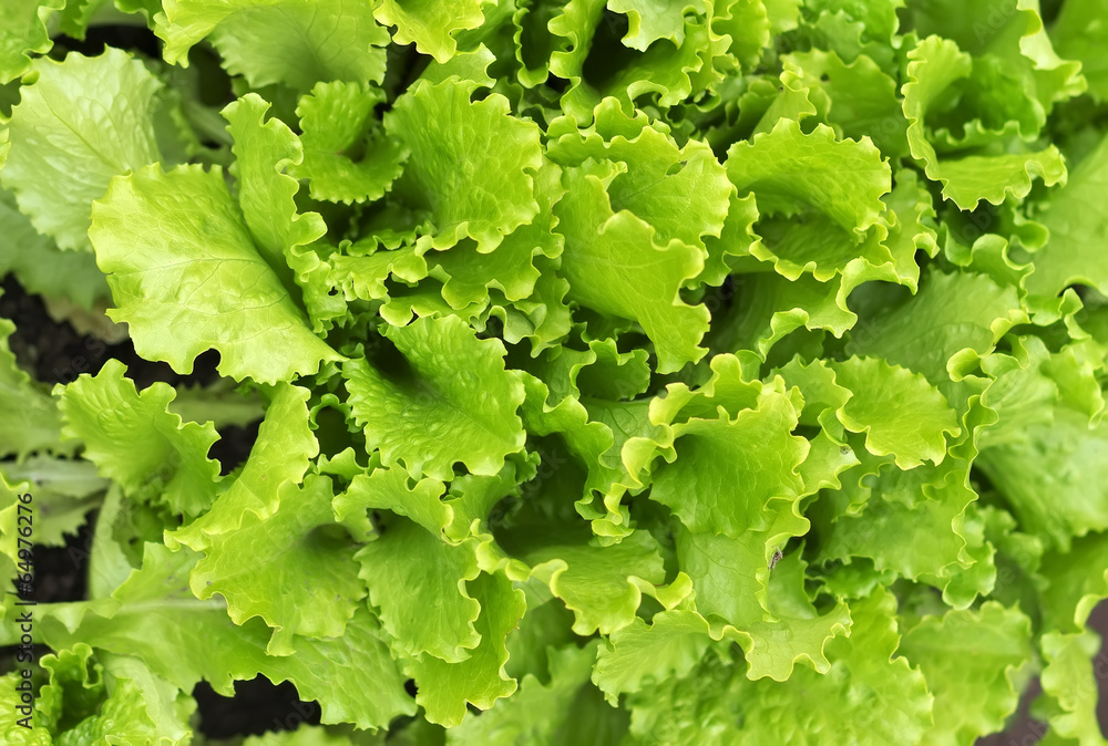 Lettuce growing in the garden Lettuce growing in the garden