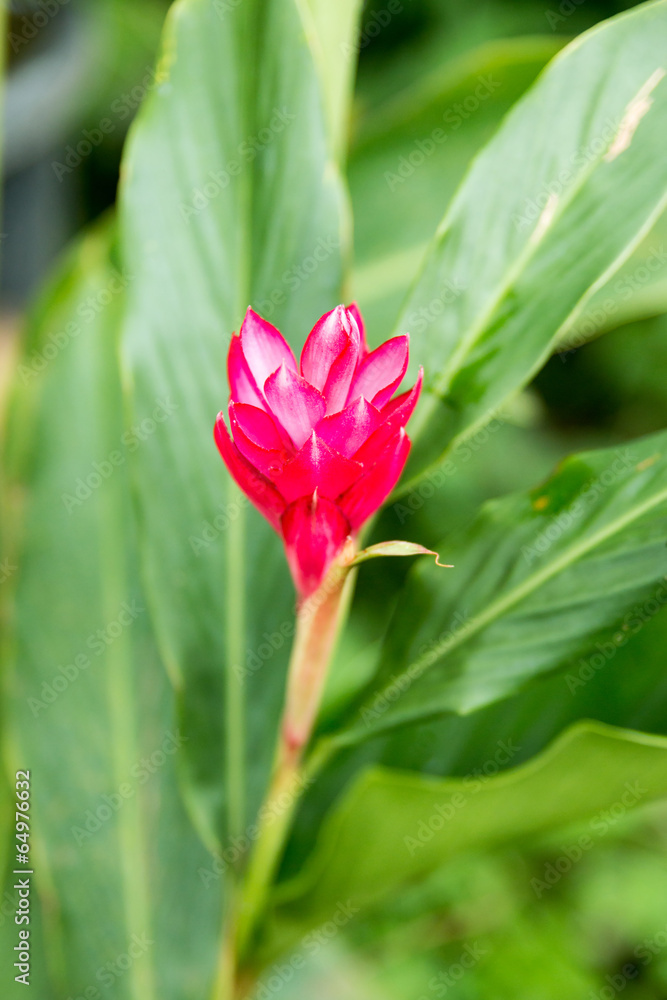 Costus speciosus flower Costus speciosus flower