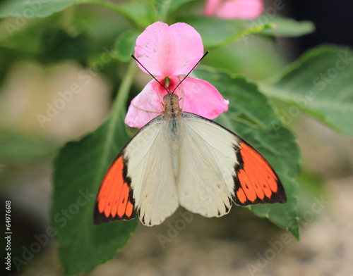 Great Orange Tip butterfly resting on the pink flower in the garden,Hebomoia glaucippe formosana photo