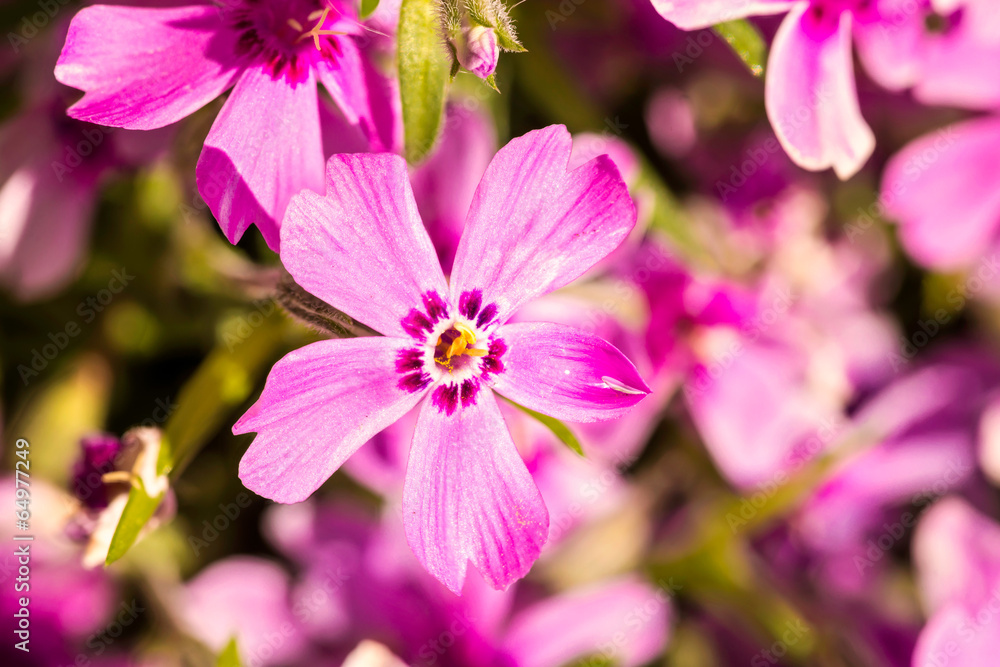 Nice pink Gypsophila under a morning spring sun Nice pink Gypsophila under a morning spring sun