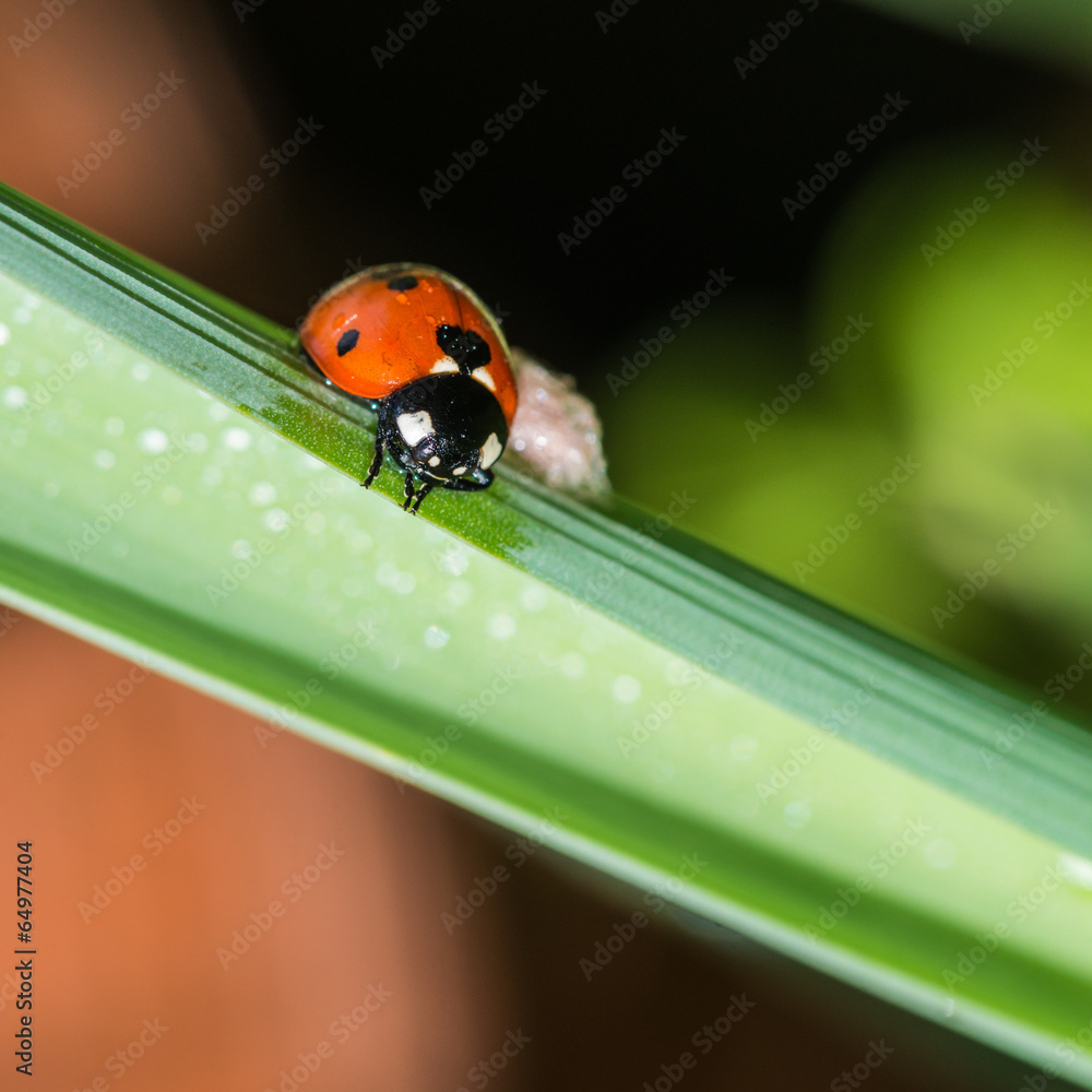 Fototapeta premium Diagonal Hold