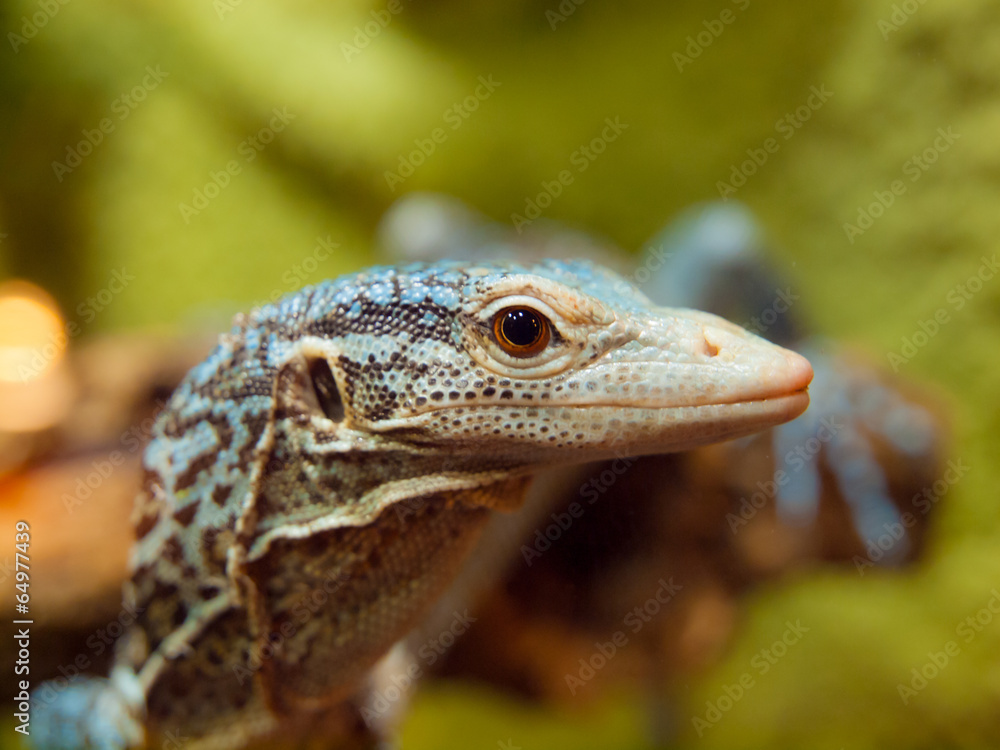 Blue Tree Monitor Lizard