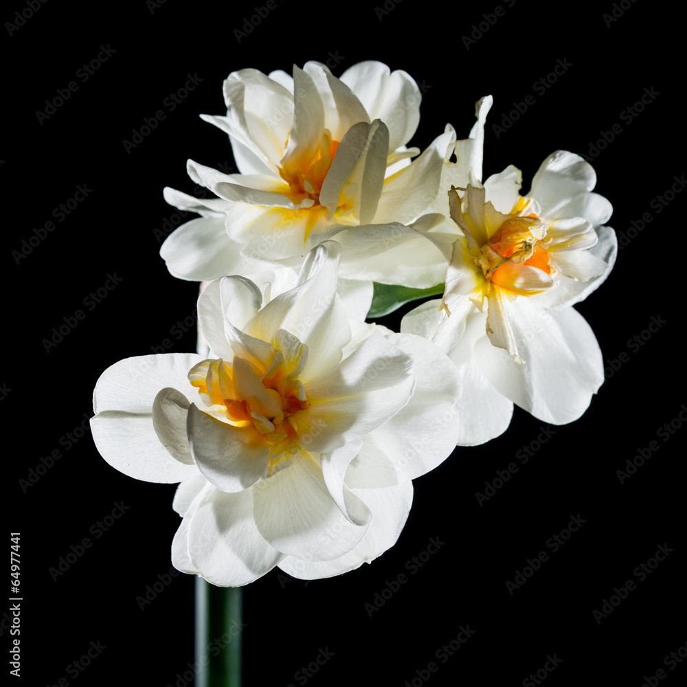 Double Daffodil Double Daffodil