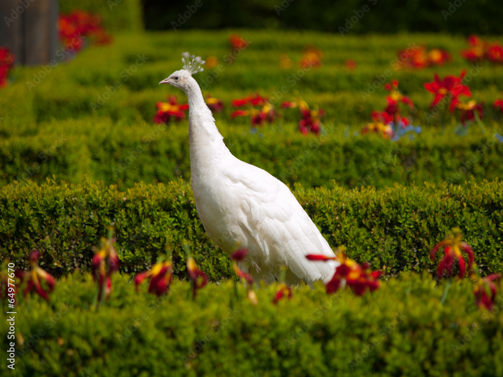 Fototapeta premium White peacock