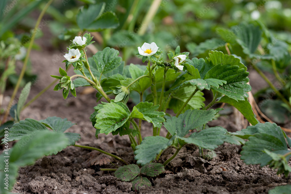 Fresh green strawberries, growing in garden Fresh green strawberries, growing in garden
