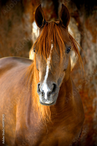 Horse portrait on a farm in summer