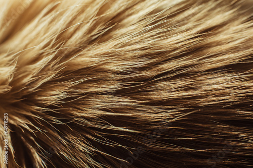 Macro close up on a cat's fur