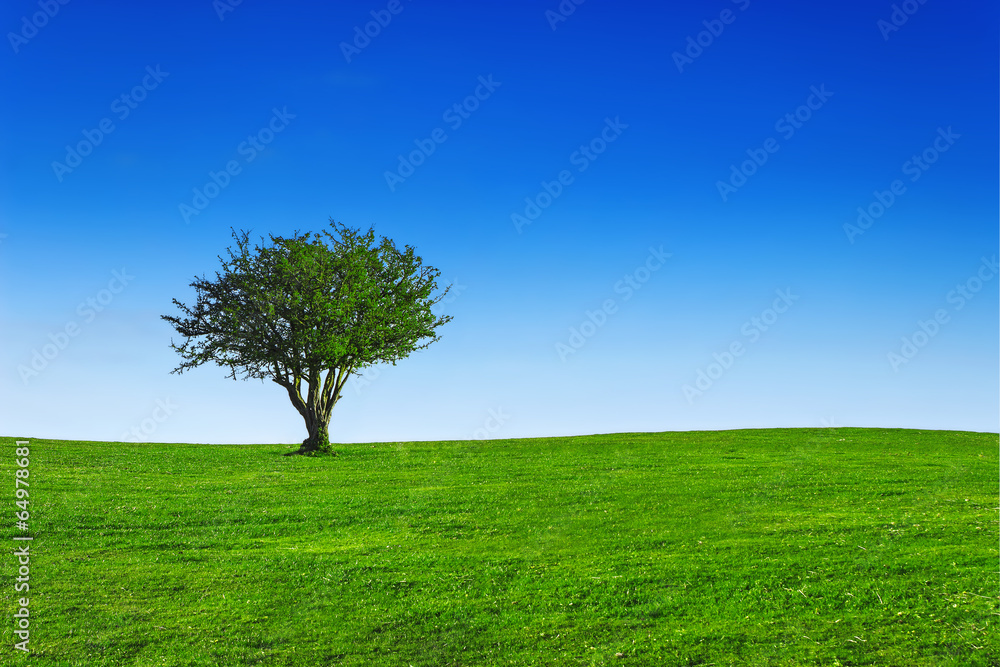 Green field Green field