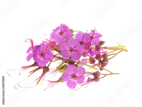 Fototapeta Naklejka Na Ścianę i Meble -  geranium macrorrhizum blossoms ,isolated white background