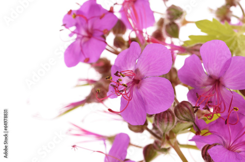 Fototapeta Naklejka Na Ścianę i Meble -  geranium macrorrhizum blossoms ,isolated white background