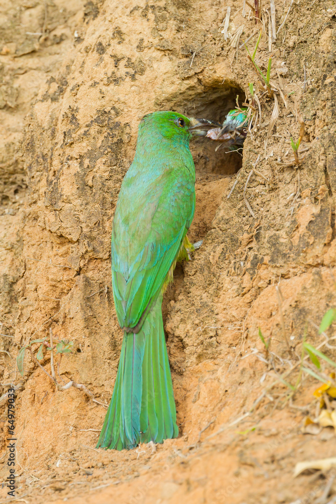 Blue-bearded Bee-eater giving the cicada to her baby Blue-bearded Bee-eater giving the cicada to her baby