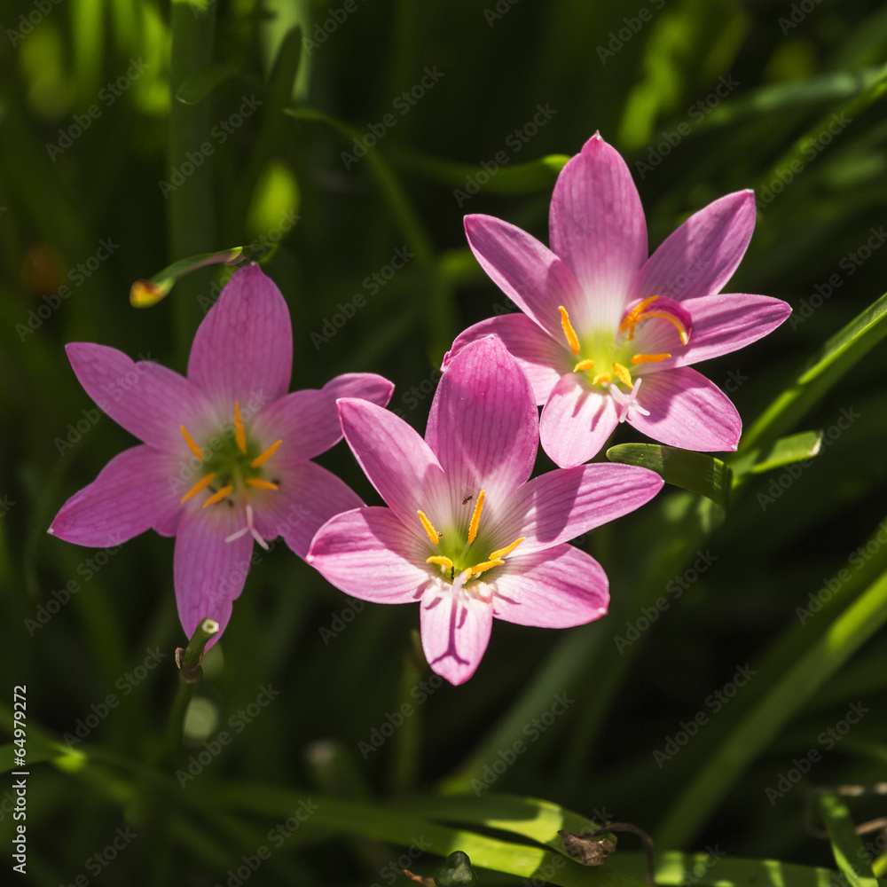 pink Zephyranthes Lily pink Zephyranthes Lily