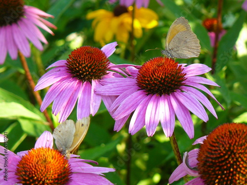 Coneflowers with butterflies