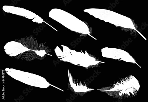 nine isolated white feathers illustration