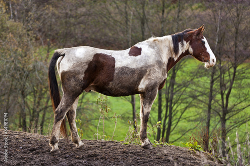 Wild horse with muddy fur in nature © Creativemarc