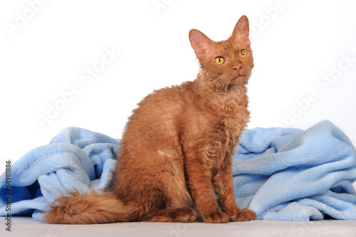 Fotografie LaPerm Katze sitzend