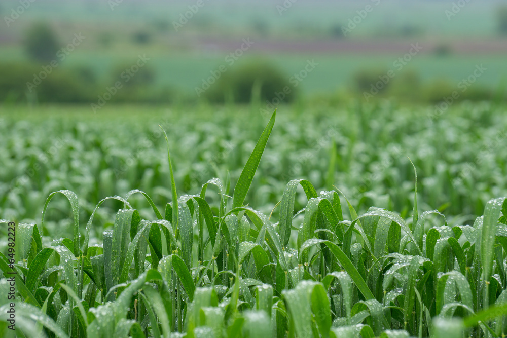 Fototapeta premium Wheat Field After Rain